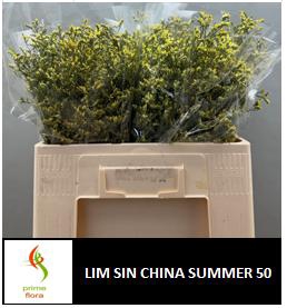 <h4>LIM SIN CHINA SUMMER</h4>