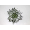 Echeveria Agavoides Paint Silver Cutflower Wincx-8cm