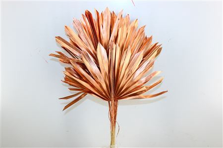 <h4>Dried Palm Sun 6pc Copper Bunch</h4>