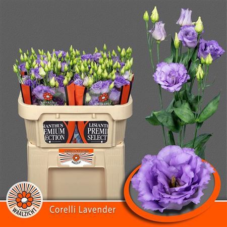 Eus G Corelli Lavendel
