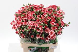 <h4>Dianthus sp minuetto hf</h4>