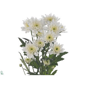 Chrysanthemum spray euro blanca