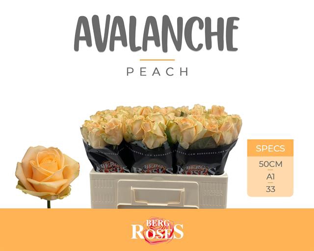 <h4>Rosa la peach avalanche+</h4>