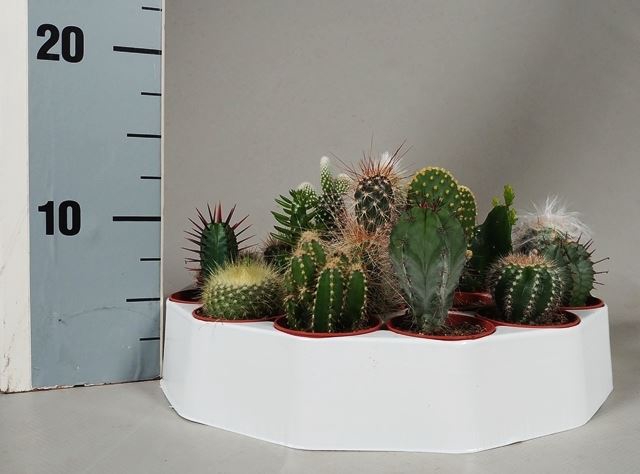 Cactus gemengd