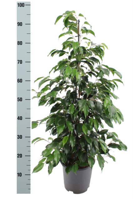Ficus Danielle 21Ø 100cm 2pp