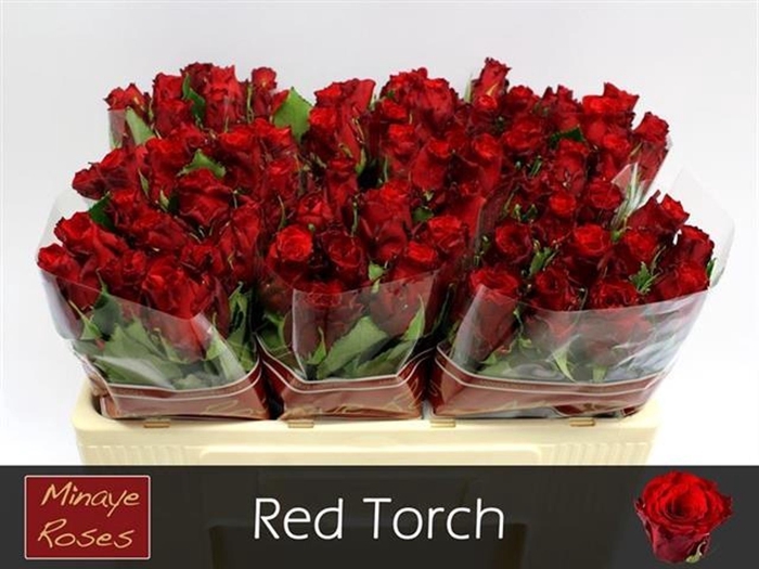 <h4>Rs gr Red Torch</h4>