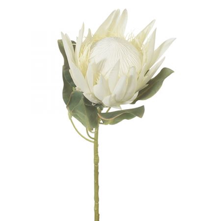 <h4>Protea Cynaroides White</h4>