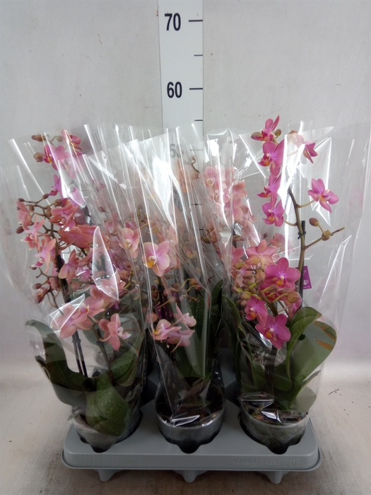 Phalaenopsis multi.   ...mix