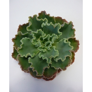 Echeveria Shaviana Cutflower Wincx-8cm