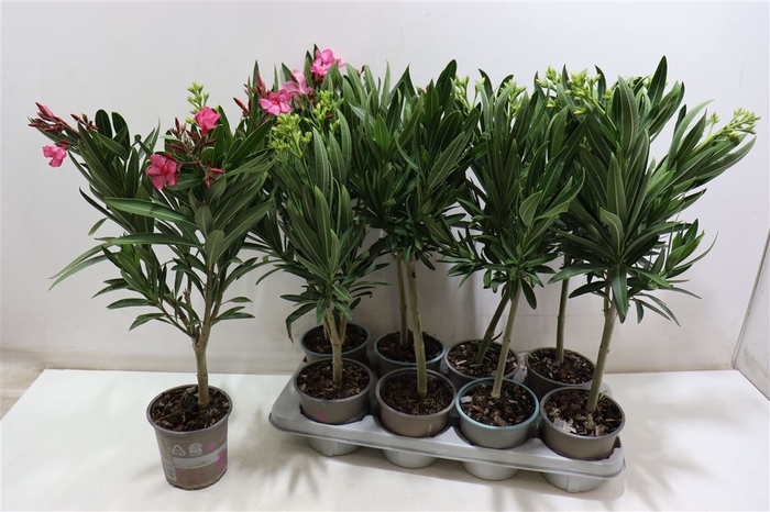 <h4>Nerium Oleander Mixtray</h4>