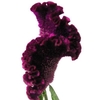 Celosia Cristata Purple (p/bunch)