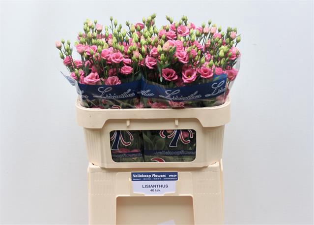 <h4>Lisianthus do doublini pink</h4>