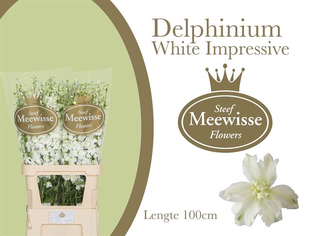 <h4>Delphinium do el dewi impressive white</h4>