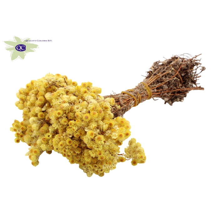 <h4>Immortelle per bunch Natural</h4>