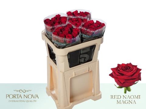 <h4>Rosa la red naomi! Magna Porta Nova</h4>