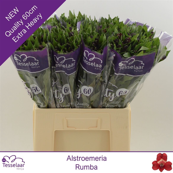<h4>Alstroemeria Rumba | Quality 60</h4>