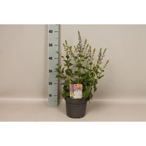 vaste planten 19 cm  Salvia Color Spires Azure Snow