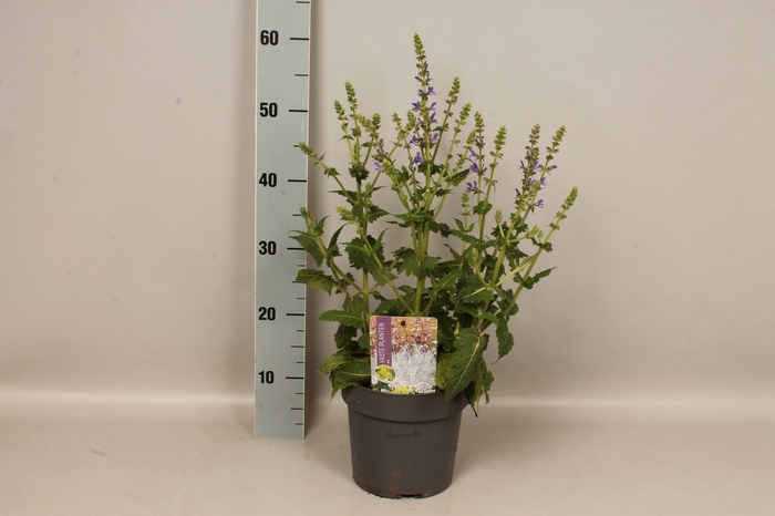 vaste planten 19 cm  Salvia Color Spires Azure Snow
