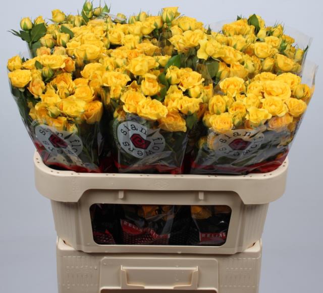 <h4>Rosa sp yellow babe</h4>