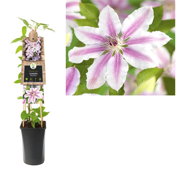 <h4>Clematis 'Nelly Moser' +3.0 label</h4>