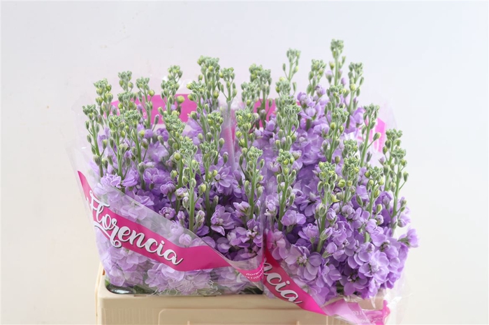 <h4>Matth Figaro Lavendel</h4>