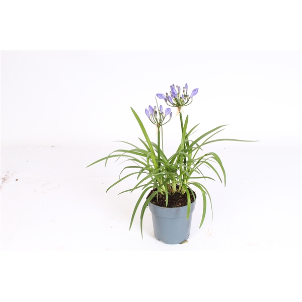<h4>Agapanthus Charlotte blauw. pot 12 cm 1 bloem/knop</h4>