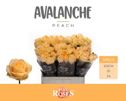 <h4>Rosa la pipe peach avalanche</h4>