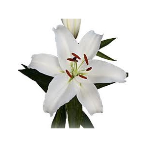 Lilium Oriental White 3/5 buds