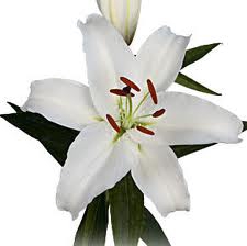 Lilium Oriental White 2 buds