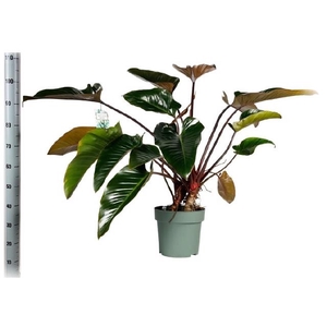 Philodendron Green Beauty 30Ø 110cm