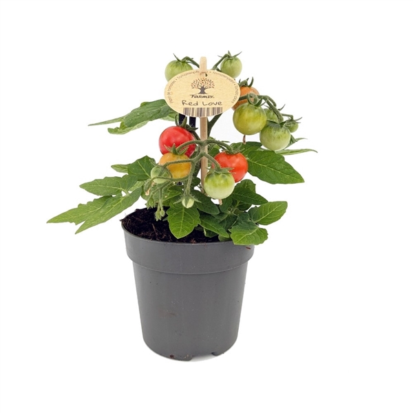 <h4>Farmzy® Red Love, tomato plant</h4>