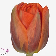 <h4>Tulipa do hermitage double</h4>