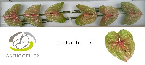 <h4>ANTH A PISTACHE 6 small pack</h4>