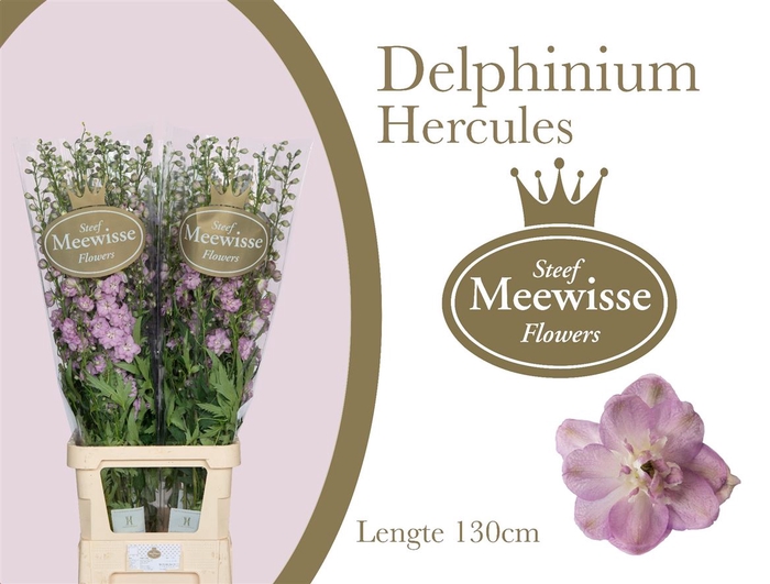 Delphinium do el dewi hercules