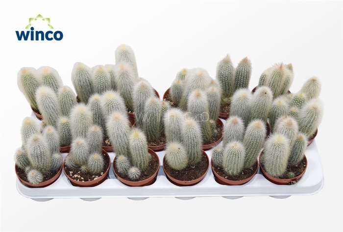 <h4>Cleistocactus Straussi</h4>