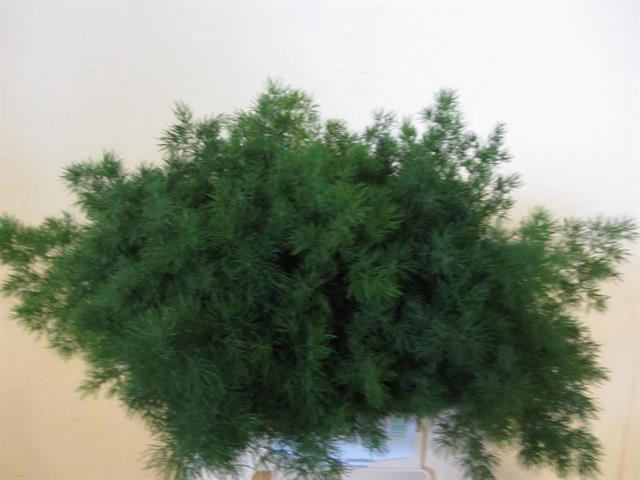 <h4>Leaf asparagus umbellatus</h4>