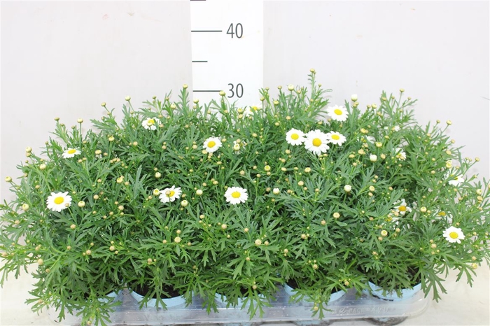 <h4>Argyranthemum Frut White</h4>