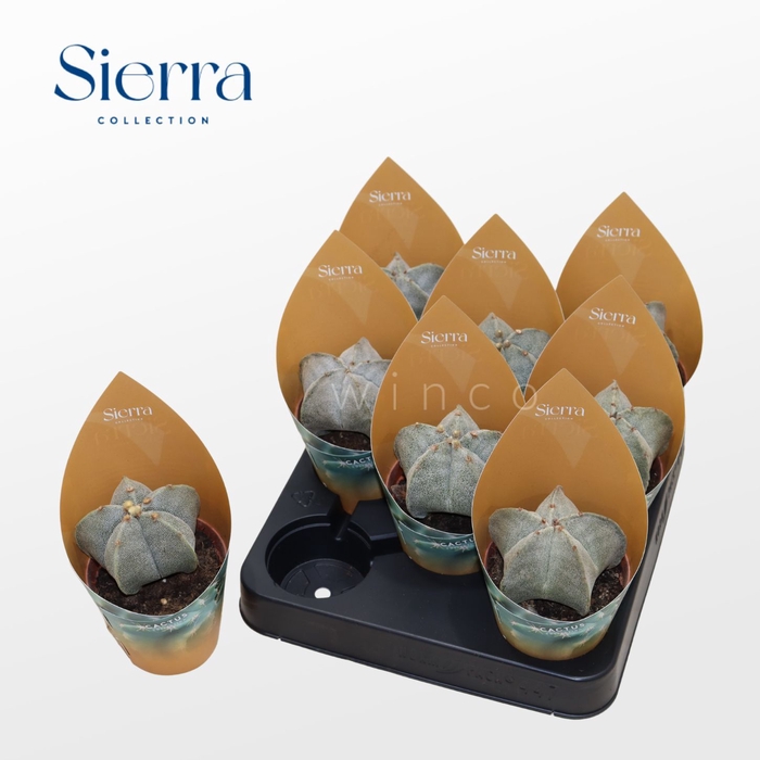 Astrophytum Myriostigma (Sierra) Sierra Collection
