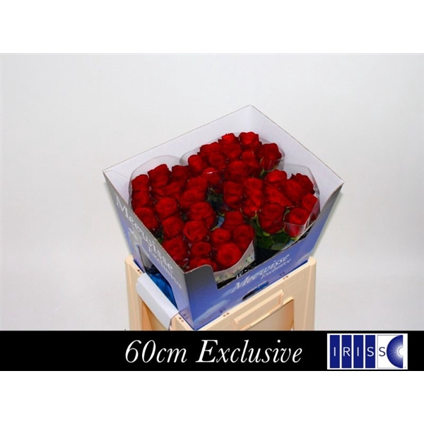 <h4>Red Naomi! Exclusive 60cm</h4>