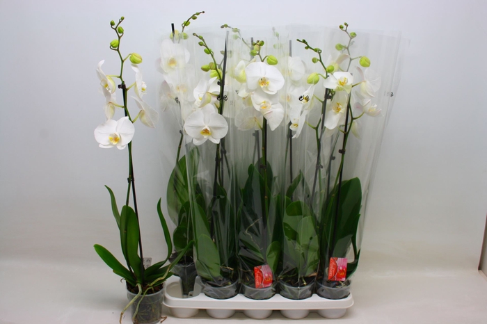 <h4>Phalaenopsis Floriclone Dame Blanch</h4>