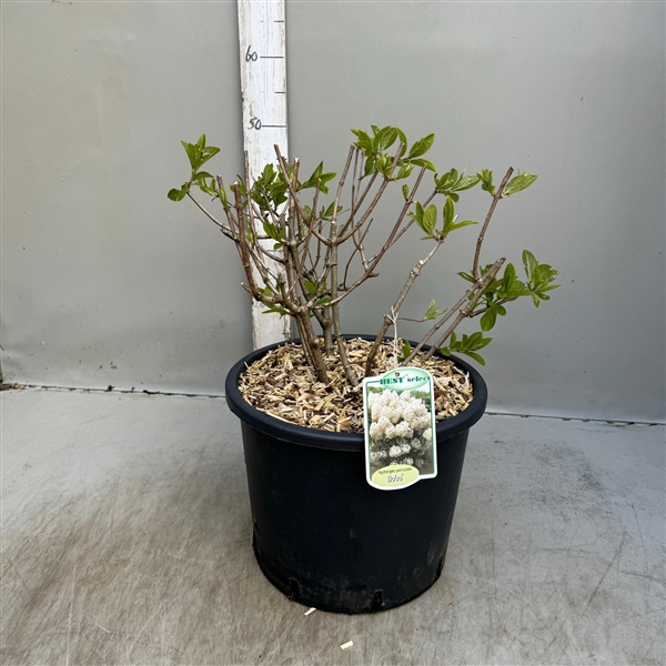 <h4>Hydrangea paniculata Bobo p30 / 12 ltr</h4>