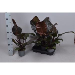 Philodendron Imperial Red 14Ø 55cm