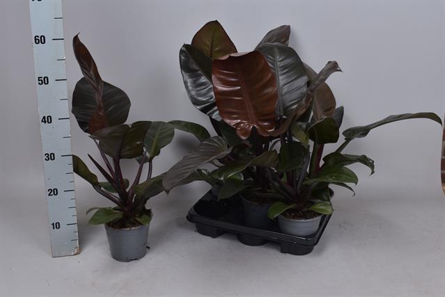 Philodendron Imperial Red 14Ø 55cm