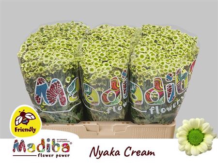 <h4>Chr S Mad Nyaka Cream</h4>
