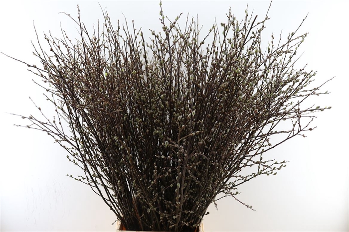 <h4>Salix Wilgenkatjes Vertakt 110cm</h4>