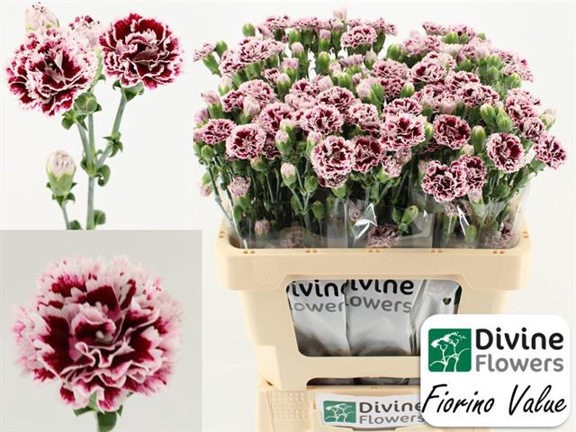 <h4>Dianthus ov fiorino value</h4>