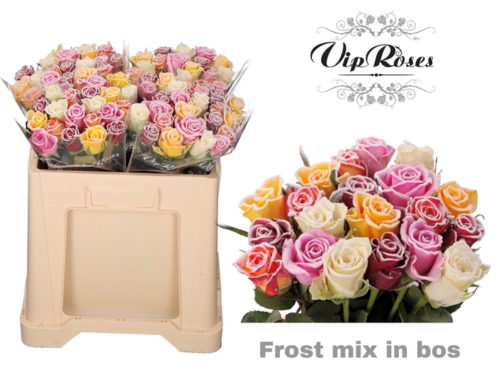 R GR FROST MIX IN BOS