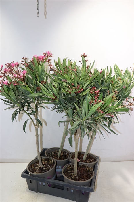 <h4>arr8 Nerium Oleander Ov</h4>