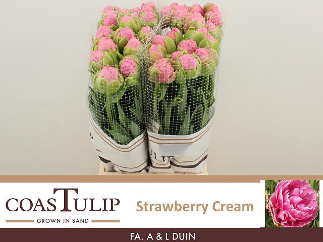 <h4>Tu Du Strawber Cream</h4>