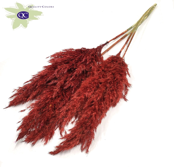 <h4>Pampas grass 100cm 5stems per bunch red</h4>